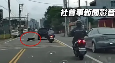 有夠衰！新竹騎士遭「黑狗竄出來」撞倒摔車　後車曝畫面揪飼主