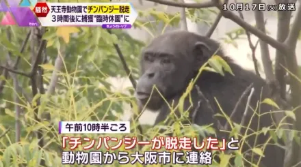 影/大阪動物園驚傳黑猩猩逃脫　獸醫遭咬臉受傷園方緊急疏散遊客