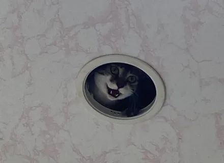 書店天花板偷藏「貓貓監視器」！萌露虎牙直盯客人　網笑：舉頭三尺有貓咪