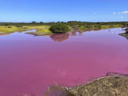 影/夏威夷國家公園池塘驚變粉紅色　遊客爭睹奇景