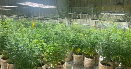 查獲量4年暴增8倍　非一般植物！「大麻」成癮性比安非他命還強