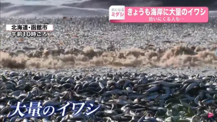 影/北海道海灘千噸魚屍堆成山　民眾搶撿「加菜」當局急籲：最好別吃
