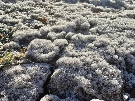 玉山北峰清晨-4.2度！植物結霜成「雪白糖霜」　絕美畫面曝光