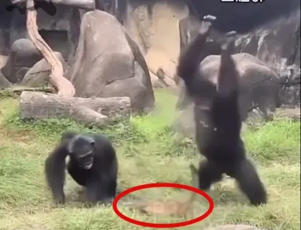 慎入！木柵動物園白鼻心誤闖「禁區」　遭黑猩猩狂毆、拋摔慘死