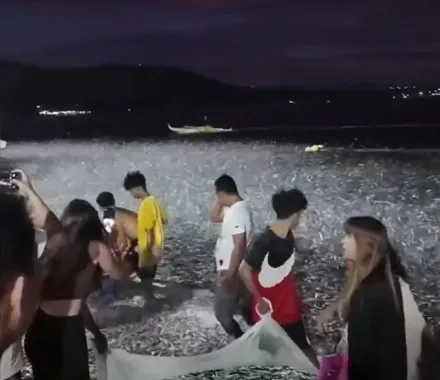 影/天災前兆？菲律賓6.7強震前海灘驚現「成堆沙丁魚」專家解惑