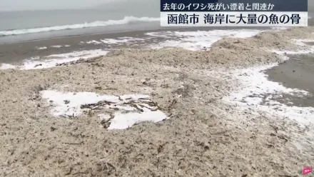 影/北海道函館海灘出現大量魚骨　蔓延400公尺彷彿積雪