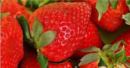 草莓每斤飆破600元！　農糧署：病蟲害影響減產3成
