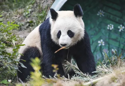 大陸重啟貓熊外交！美聖地牙哥動物園今夏將重獲一對大貓熊