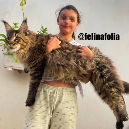 影/身長達「小學生身高」！130cm巴西緬因貓挑戰「世界最巨家貓」寶座
