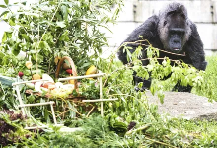 德國柏林動物園「全球最老」大猩猩歡慶67歲生日　爽嗑豐盛食物籃