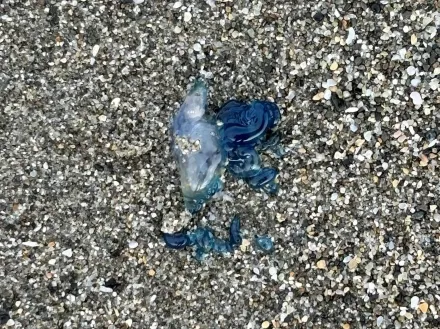 致命「藍寶石」！東海岸出現「世界第3毒」僧帽水母　遊客差點摸下去