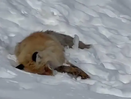 影/新疆「網紅狐狸」倒臥雪地身亡　疑遊客投餵造成腎衰竭致死