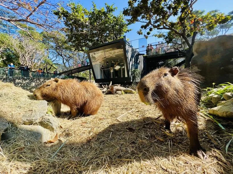 1年多大改造！高雄壽山動物園16日亮相試營運　新動物水豚、迷你驢登場