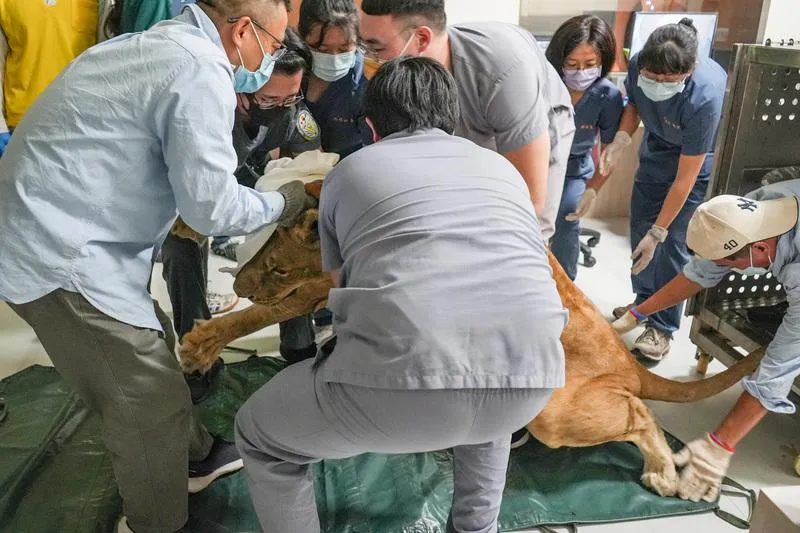 壽山動物園母獅血尿　園方送屏科大接受CT檢查