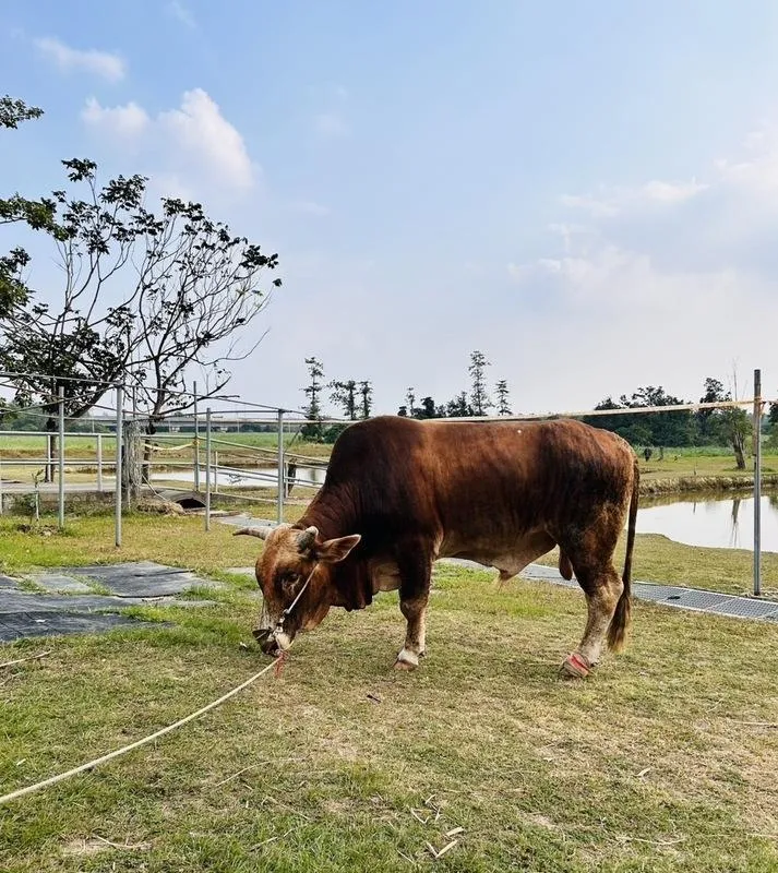 南投受虐黃牛住進台南「老牛的家」　逐步恢復健康