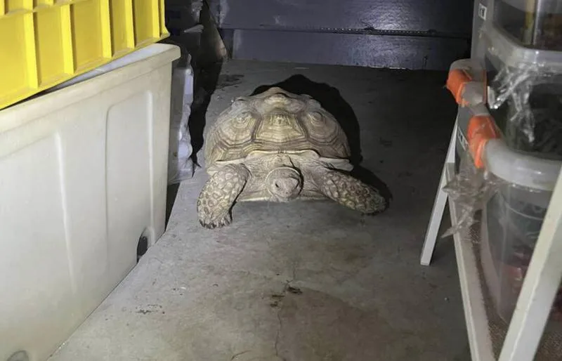 愛龜「屁毛」失蹤！彰化飼主急協尋　竟在住家倉庫找到