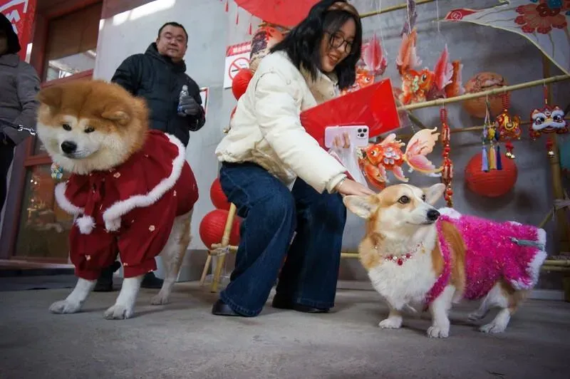 陸寵物消費市場突破1.4兆元　毛孩過年花樣多