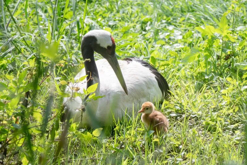 睽違4年！北市動物園「丹頂鶴」再度孵化超萌寶寶