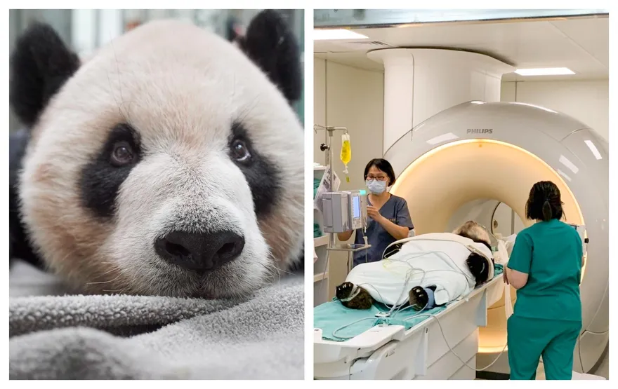 「團團」有死亡風險！園方認「9天三度癲癇」腦部狀況差　不排除請陸專家來台看診