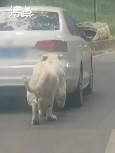影/板金太薄？遊客轎車遭白虎追咬留牙印 網嘲大眾汽車不給力