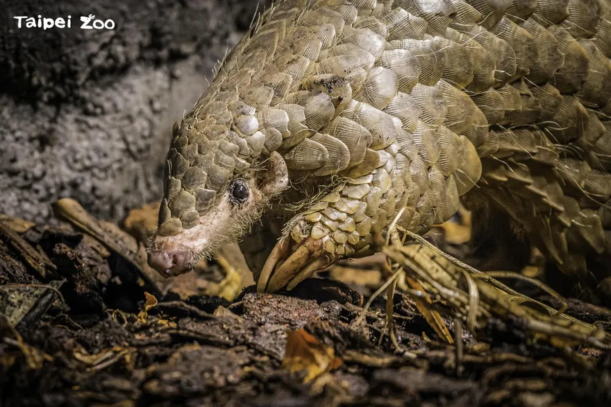 布拉格動物園傳喜訊！台灣穿山甲懷孕當媽　歐洲首隻穿山甲寶寶將誕生