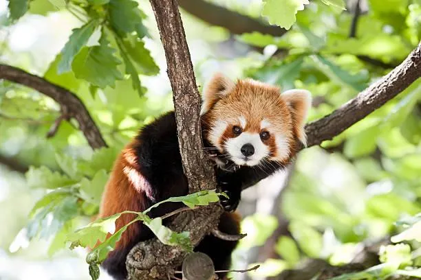 農業部預告禁養641種動物！浣熊、河口鱷等需植入晶片