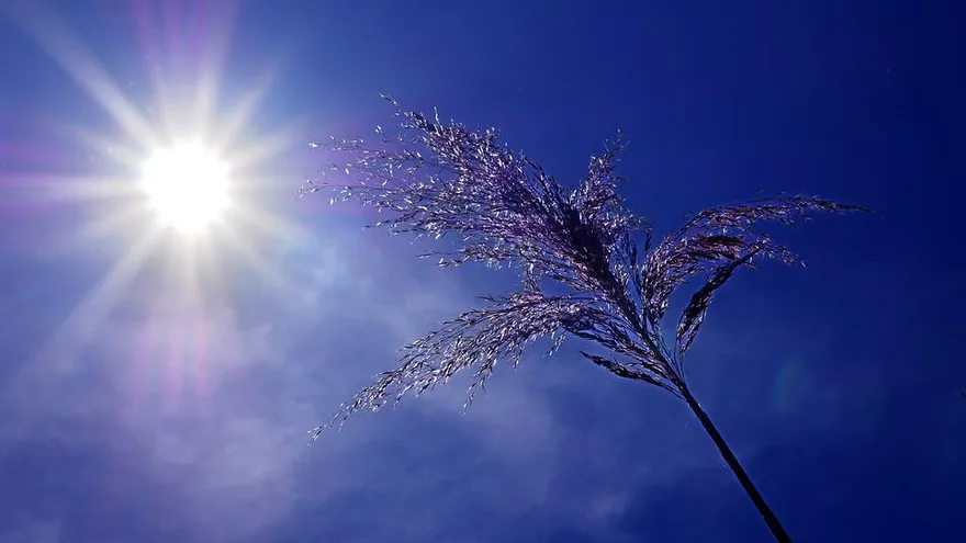 別躲太陽了！中醫師曝曬太陽「3大好處」讓你睡得飽又骨骼強健！