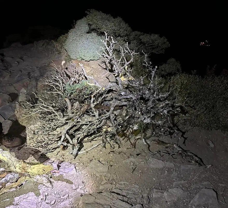 這些老外太狠了！攀合歡東峰三角點「砍高山杜鵑」生火　遭痛罵：「台灣不歡迎廢物」