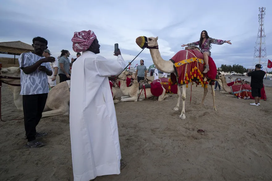世足賽/另類職災！卡達駱駝載客量暴增　累壞趴地不想動
