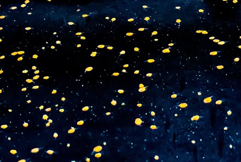 屏東海生館喜迎「燕魚」寶寶　幼魚美如閃爍星空