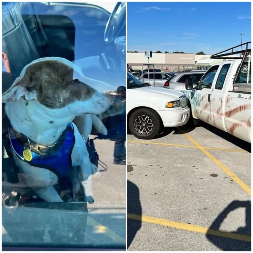 美國賣場驚傳車禍！肇事司機竟是「牠」引發網友求情