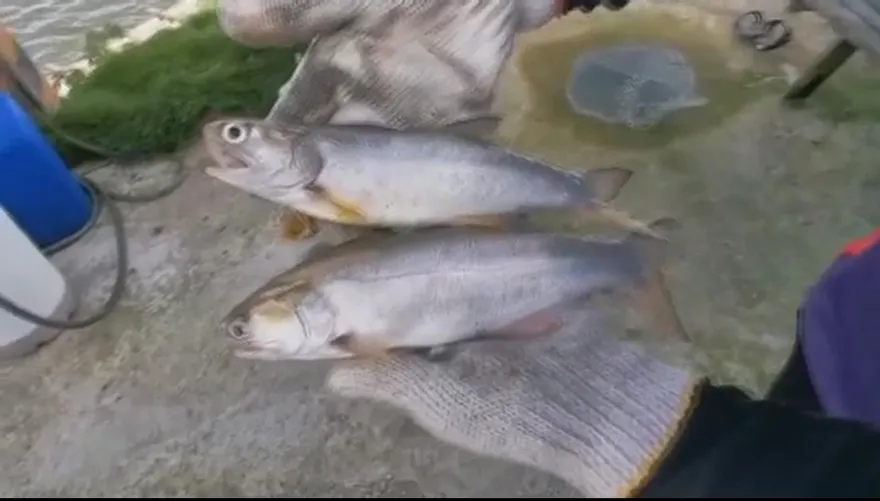 才從石斑轉養午仔魚又被禁　養殖戶嗆政府：別再說不要怕！我們怕得要死！