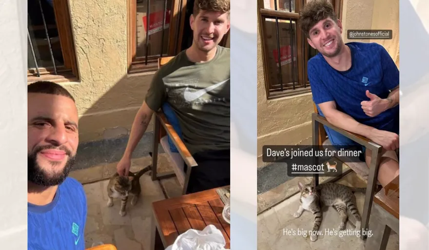 世足賽/卡達遇可愛萌貓天天來蹭飯　暖心英格蘭球員決定認養帶回家！