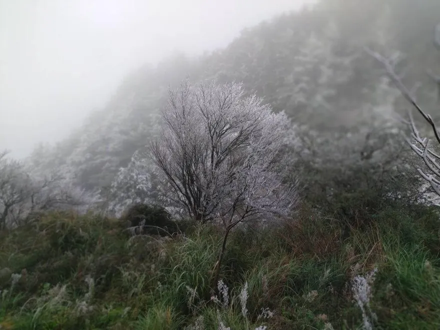 【影】思源埡口霧淞染銀樹　「一片雪白超浪漫」　北國童話世界絕景曝