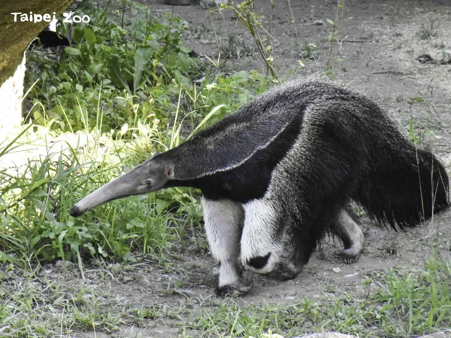 快訊/大食蟻獸「口袋莎」難產…母胎雙亡！　動物園哀曝：長頸鹿也猝逝