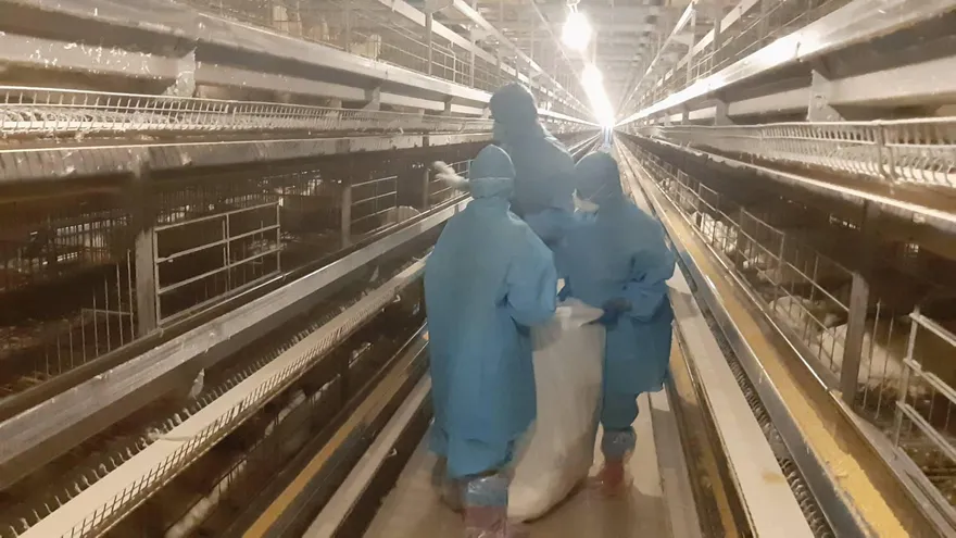 影/防疫加嚴！彰縣4禽場爆禽流感　4.2萬隻家禽慘遭撲殺