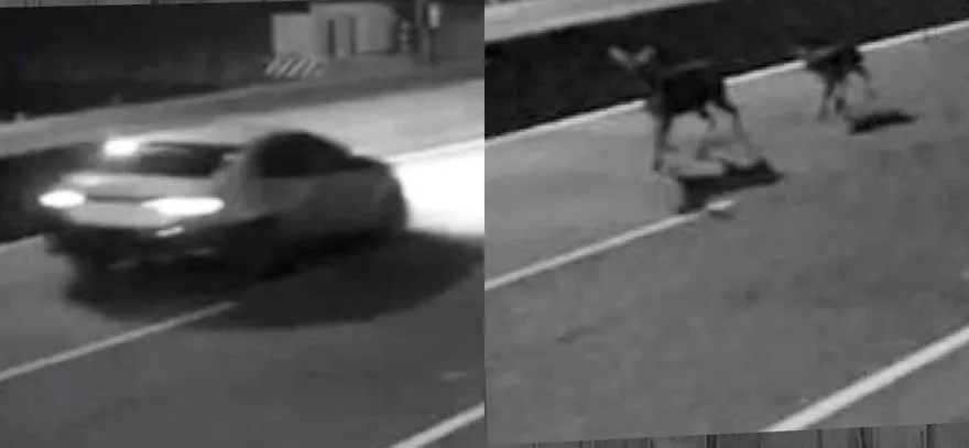影/南投草屯「鹿」殺案！鹿母子遭車撞殞命還慘摔水溝　肇事者逃逸無蹤