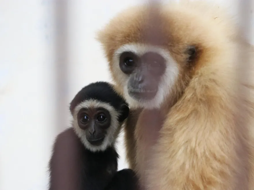 影/日本母長臂猿獨自關籠六年卻懷孕生子　生父之謎兩年後終於水落石出