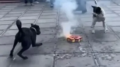 影/祥獅獻瑞改雙犬獻旺也可以？車城這家宮廟出「醒狗陣」　網讚優質陣頭