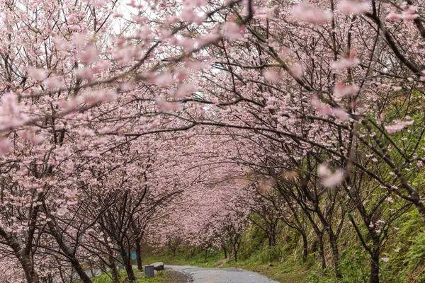 櫻花季開跑不用擠武陵　北台「三處」紅、白櫻花綻放