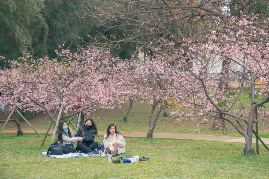 內灣老街輸了！新竹最夯景點「新竹公園」　228萬遊客搶朝聖