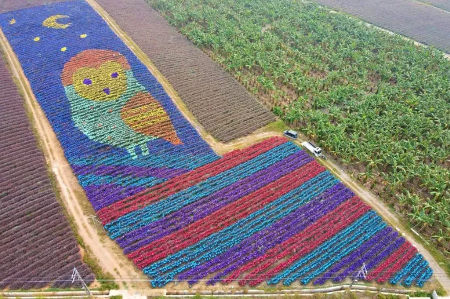 鳳梨彩帽地景「旺福鴞」亮相！屏科大保護貓頭鷹生態與鳳梨產業
