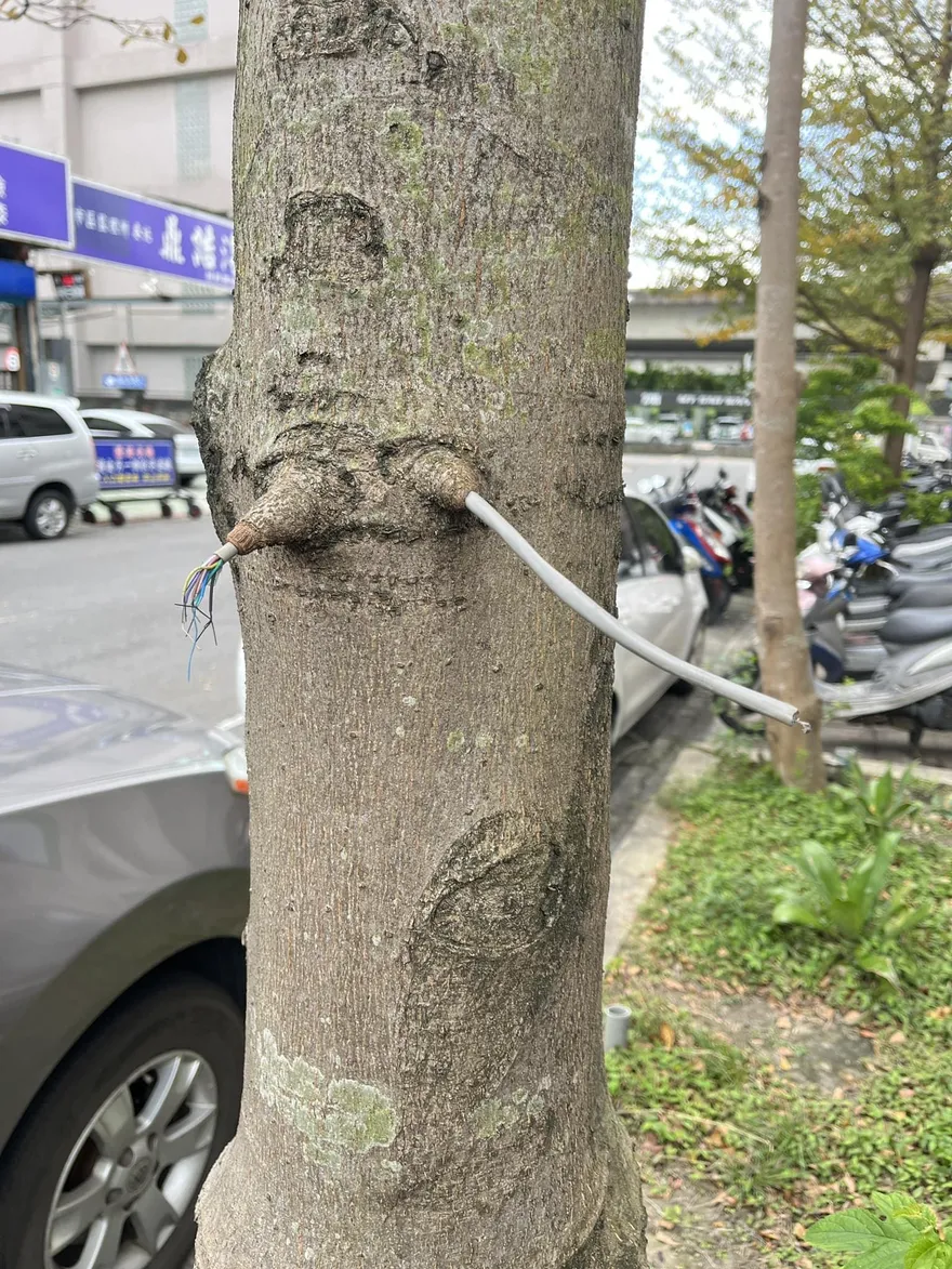 路樹長出「電線」！網友笑：「阿凡達的連結神經」　台大教授卻這樣研判