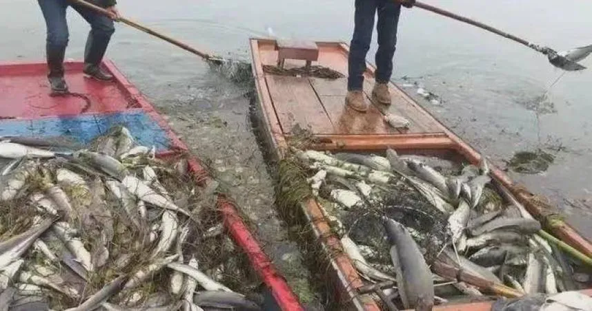 家人身體不好…女兒放生1.2萬公斤鯰魚祈福　結局超慘烈