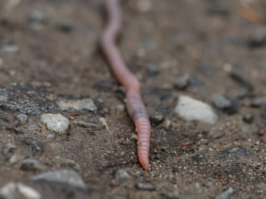大補「蚓」殺機！陸野生蚯蚓每公斤飆至1300元 　身價翻4倍官方下令禁捕
