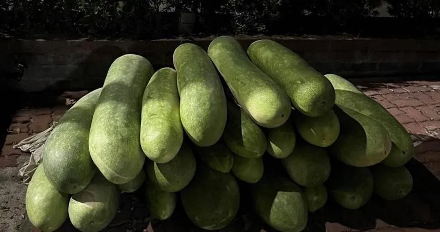 冬瓜好處竟有那麼多！中醫曝不只利尿、助代謝減重更可防「這疾病」