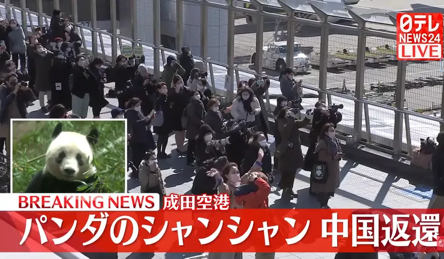 旅日母熊貓「香香」今返陸　日本民眾只有2分鐘和香香說再見