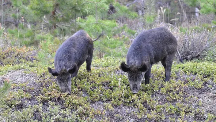 高智慧「超級豬」肆虐美加　超強生存能力+不挑食成生態危機