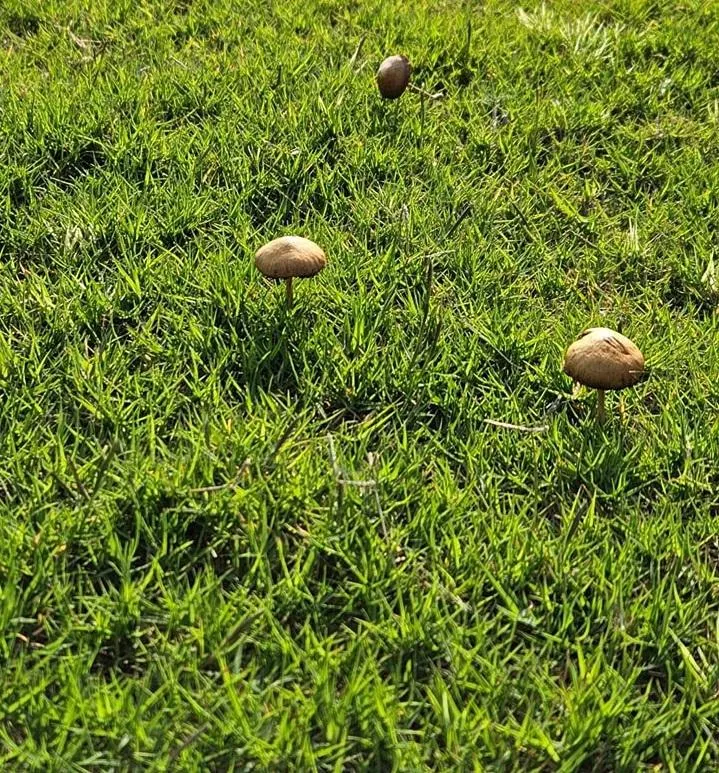 太扯！新竹棒球場「雜草高到胸口」8個月燒掉大筆維護費