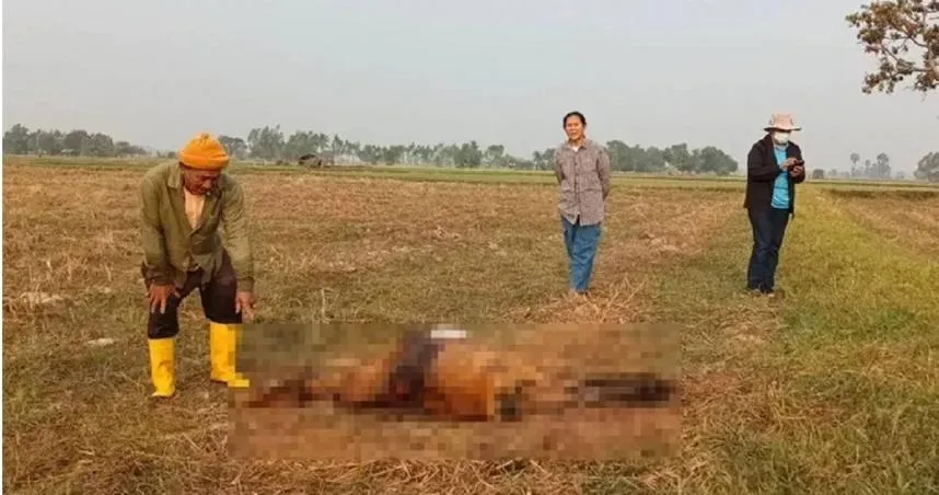 泰國牛隻神秘死亡...臟器外露、遭挖眼　殘忍手法村民驚：是「鬼狗」幹的